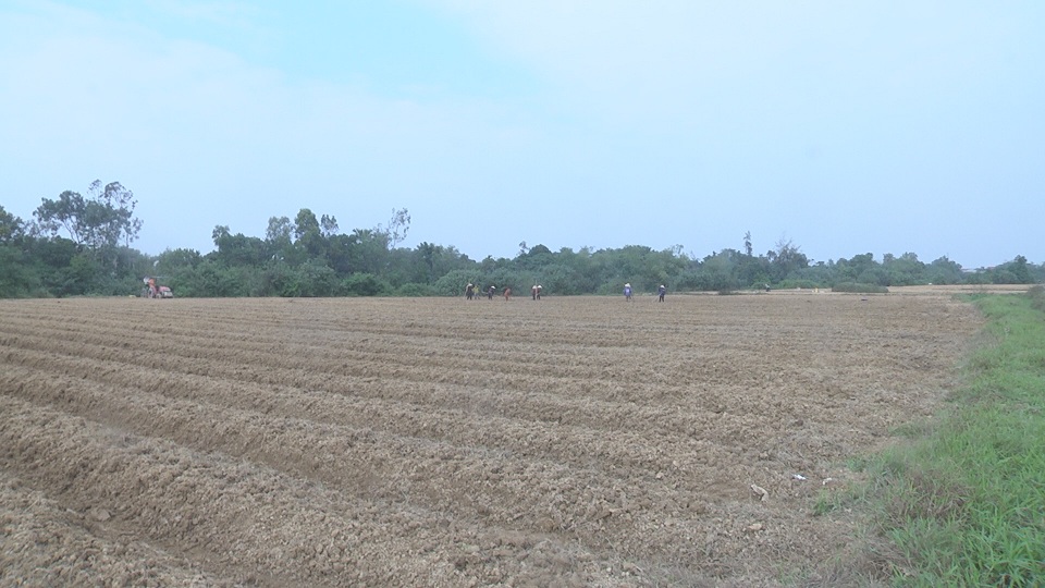 Ra quân trồng khoai tây phục vụ sản xuất cây vụ Đông năm 2019