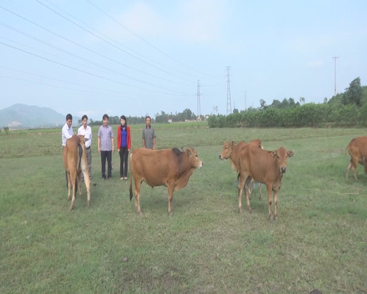 Ra mắt tổ hợp tác chăn nuôi bò sinh sản thôn Hoa Thám xã Cẩm Lạc