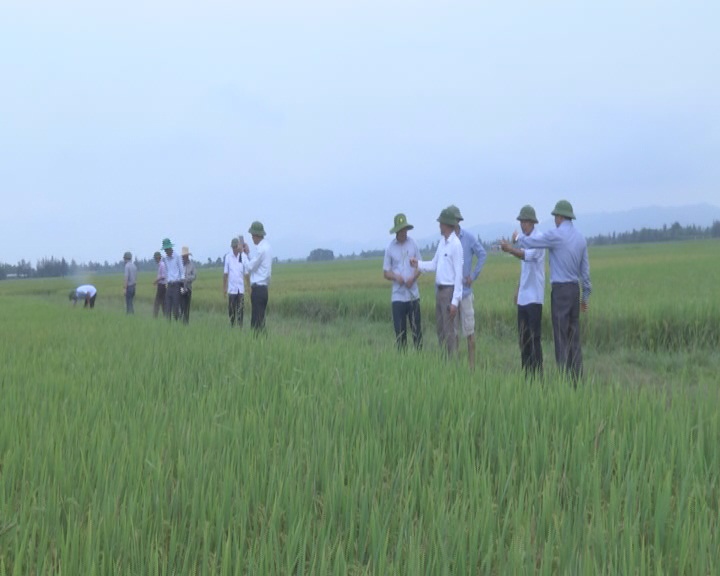 Kiểm tra mô hình sản xuất lúa ở xã Cẩm Thành